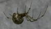 Parasteatoda tepidariorum